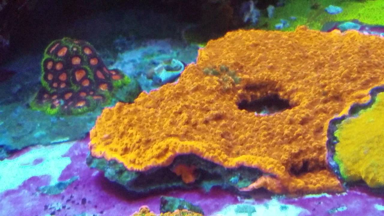 World Wide Corals 2 YouTube World wide corals 2 youtube