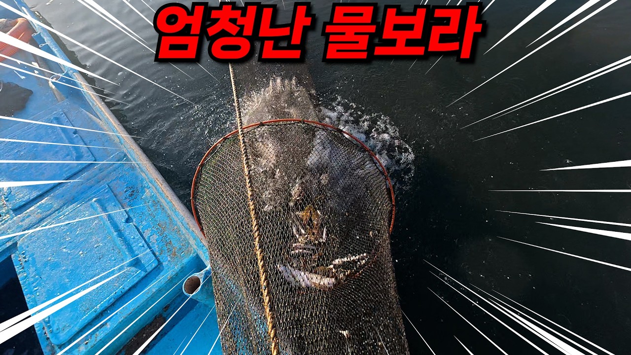 다시 이 어종이 나오기 시작했다습니다.. 어획량 최고의 시기를 기다렸다!