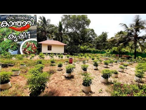 500 ഗ്രോബാഗിൽ കാന്താരി കൃഷി/birds eye chilli plant cultivation/kanthari mulaku krishi malayalam