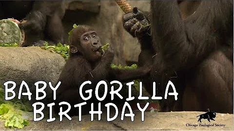 Ali Gorilla's First Birthday! - DayDayNews