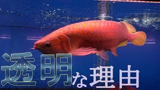 僕の水槽の水が透明な理由　水質悪化でお困りの方は見てください