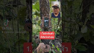 เก่งกว่าช่างภาพสัตว์ป่า คือสิ่งนี้#wildlifephotography #wildlife #cameratrap