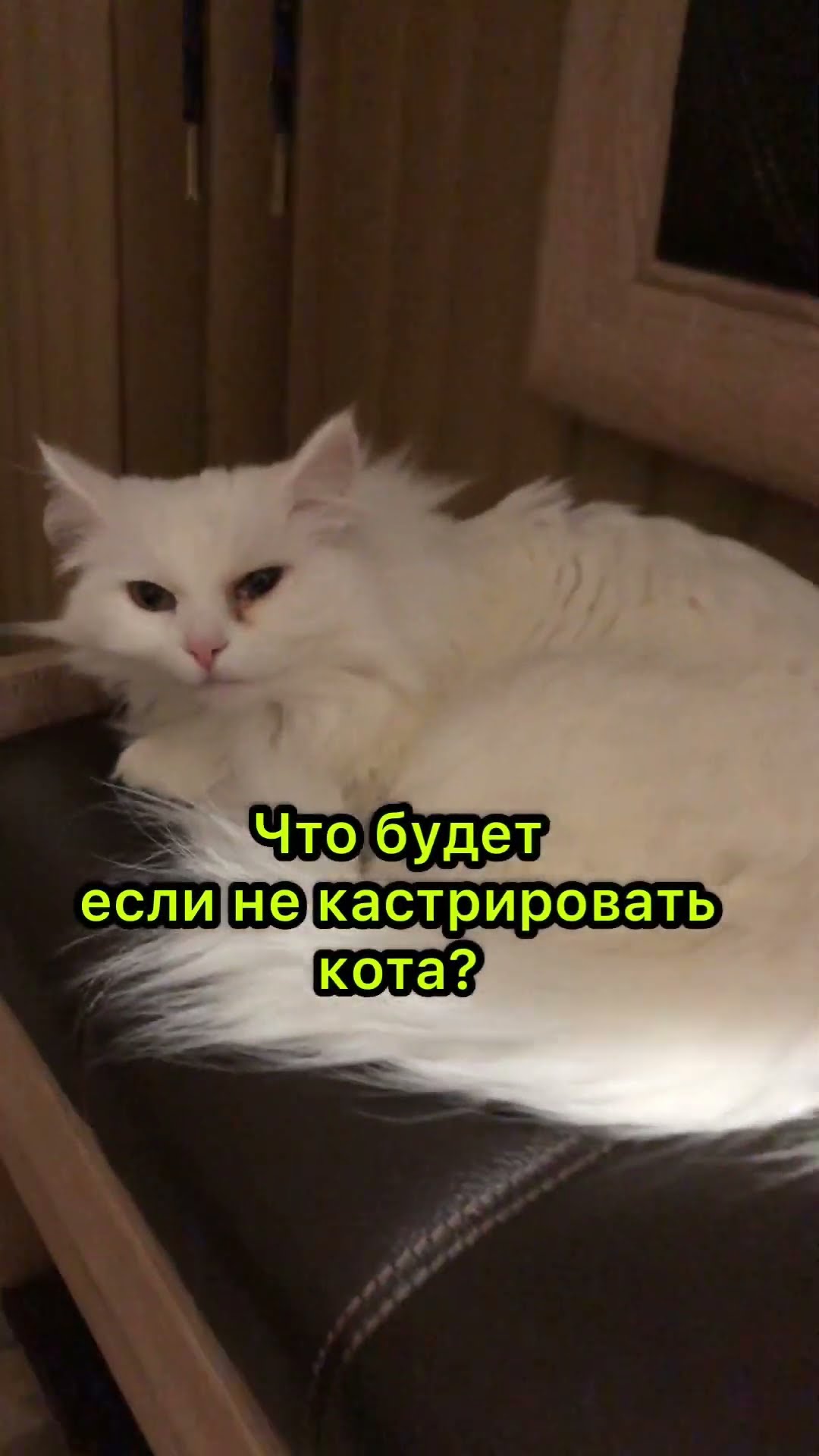 что будет, если не кастрировать своего