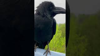 Rainy Day Delight: Rakasu's Sunshine Yawn 🐦‍⬛☔️☀️ @RakasuCrow