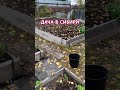 А на даче листопад🍁🌼🍂🍁🌼🍂 #хантымансийск #сентябрь2023 #листопад