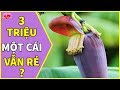 1 Cái Hoa Chuối Giá 3 Triệu Đồng Chữa Khỏi Cả Đống Bệnh Mà Người Việt Vẫn Thờ Ơ Bỏ Phí