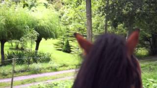 Daily Horse Greeting