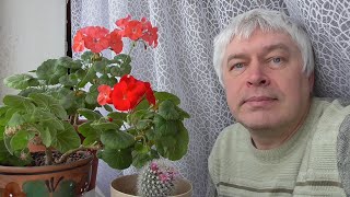 У меня цветут комнатные растения цветы, красная герань, розовая герань и кактус