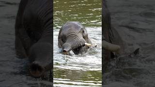 Elephant 🐘 swimming 🏊