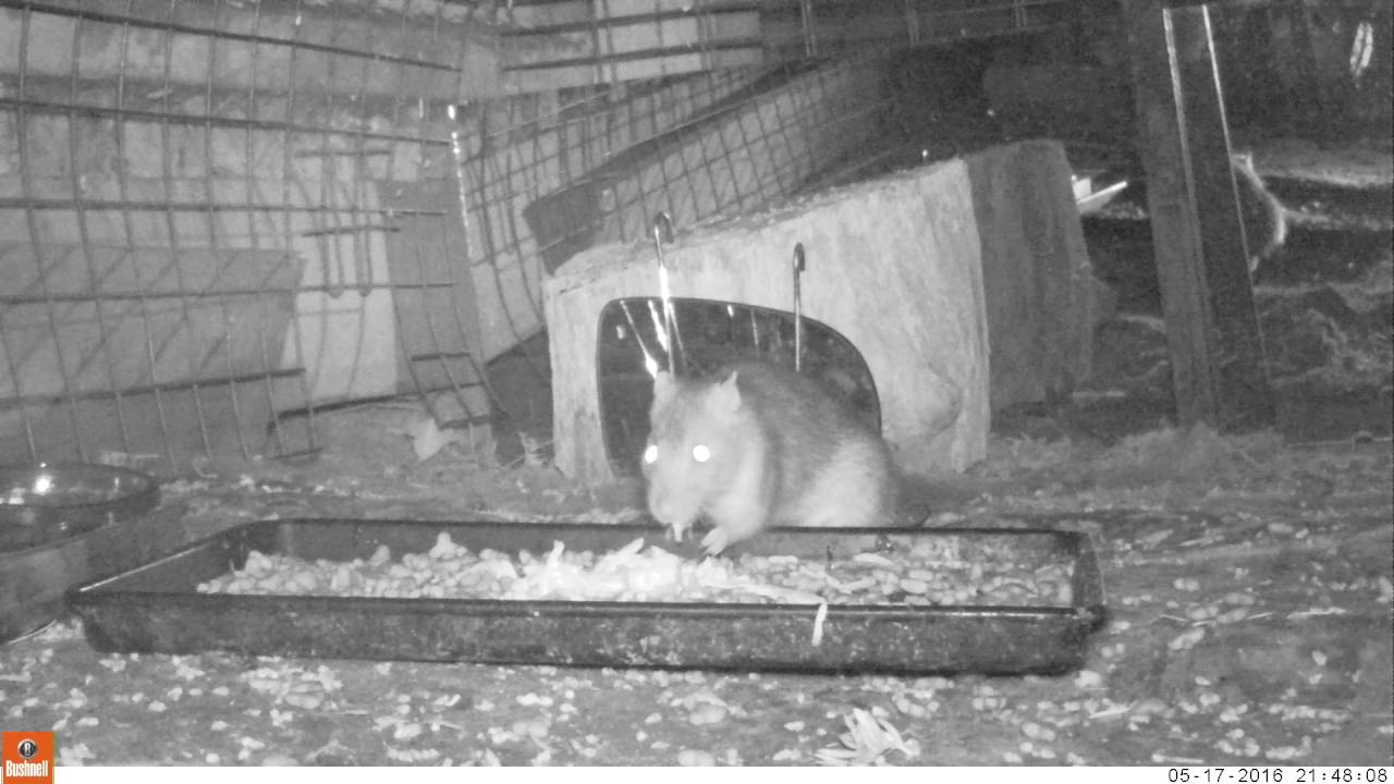 Rat & Moth infrared 17May16 Cambridge UK 948p