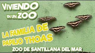 La Familia De Papilio Thoas