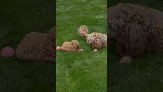 Heart breaker for sure! This video is the first 20 min ntroduction of Cash & his new sister! 💞💞💞💞💞