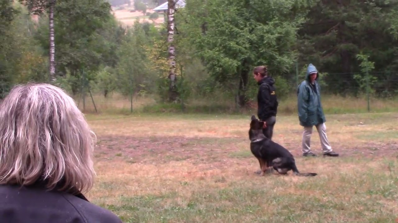 Concours obéissance CL3 Briançon - Snoop du Vallon de Bouvières