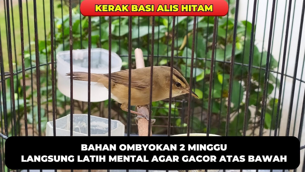 CARA SAYA MELATIH MENTAL KERAK BASI ALIS HITAM AGAR GACOR ATAS BAWAH❗