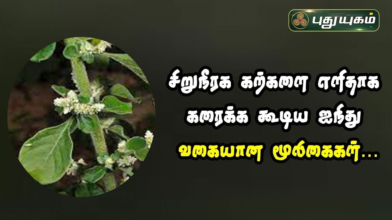 சிறுநீரக கற்களை எளிதாக கரைக்க கூடிய ஐந்து வகையான மூலிகைகள்...! Dr.Jayaroopa | 
