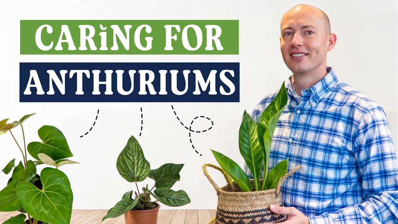 Anthurium Care Tips | Light, Water, Soil, Fertilizer & Pet Safety Guide!