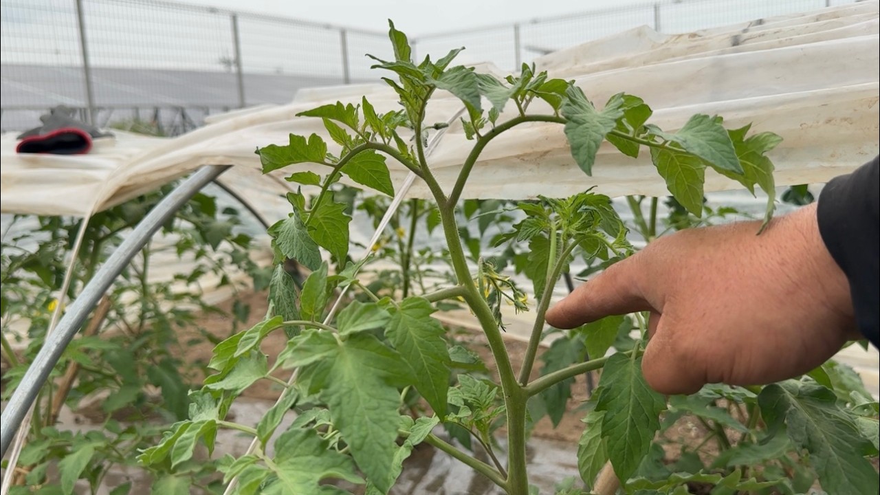 トマトの育て方は最初が肝心・わき芽かきと整枝のやり方　25/4/29