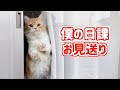 ご主人様の出勤を悲しそうな顔で見送る猫(マンチカン) #shorts