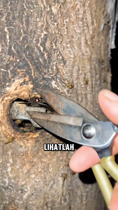 hama lebah madu yang sangat merugikan