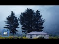 10hrs of rain in new zealand countryside gentle rain sounds to sleep relax study  binaural rain