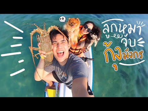 ดำน้ำจับกุ้งมังกร ดำน้ำจับกุ้งมังกร ดำน้ำจับกุ้งมังกร (กับลูกๆ!) l ก็ผมมีลูกเป็นหมา EP.119