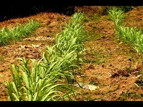 Video: Cultivo de nuevas cañas de azúcar: aprenda sobre los métodos de propagación de la caña de azúcar