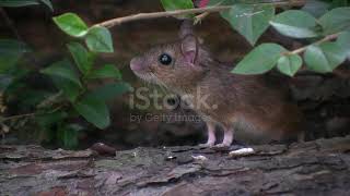 Curious Little Wild Mouse