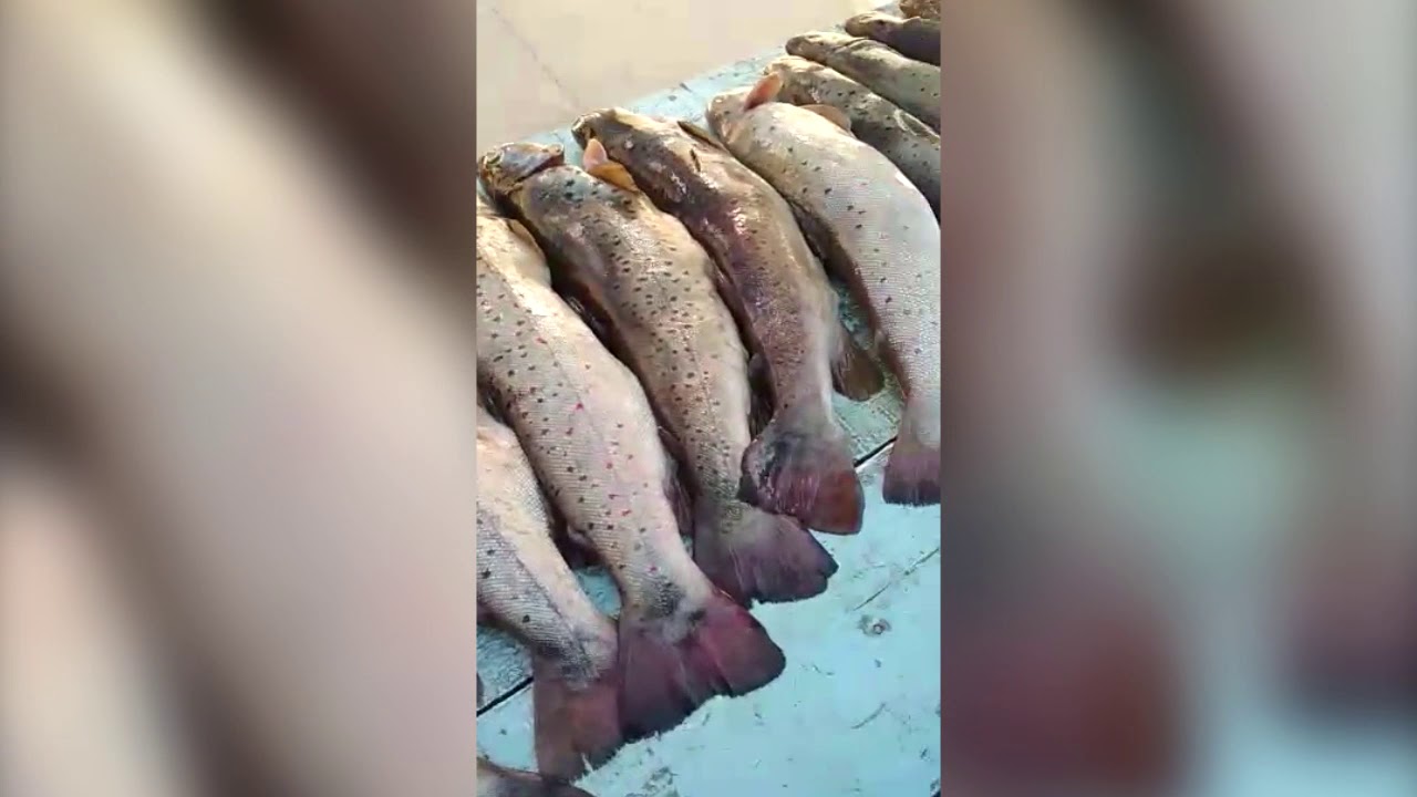 Форель из киргизии отзывы Форель из киргизии отзывы