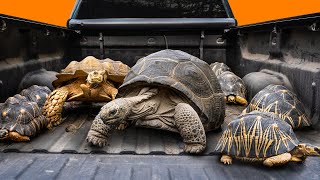 Garden State Tortoise is Moving 400 Pounds of Tortoises!