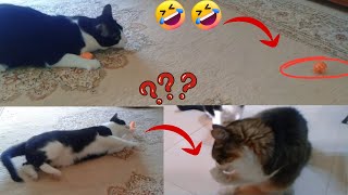 Hilarious Cat Shenanigans: Unveiling New Toys for Your Crazy Cats! (Part 2)