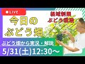 研修生が語る本音【品川式根域制限の未来】ジベレリン処理・枝葉管理(5/31オンラインサロンライブ)