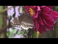 Butterfly sucking nectar from Dahlia flower