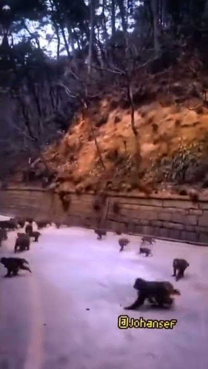 tawuran antara anjing dan monyet || #shorts #shortvideo #meme #jedagjedug