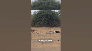 Honingdas vs Python vs Vos |#shorts #dieren