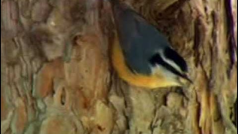 The Red-breasted Nuthatch (30 seconds)