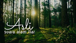 CINEMATIC ALAM | BACKGROUND CINEMATIC NO COPYRIGHT | NATURE CINEMATIC, Cinematic 30 Detik Pagi Hari