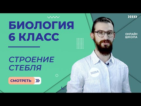 Строение стебля. Урок 9. Биология 6 класс