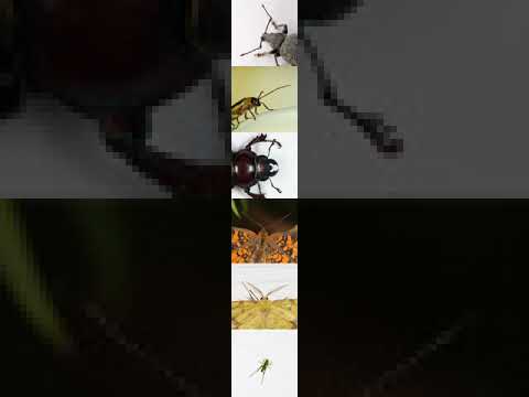 Vídeo: Rove Beetle Identification Guide - Aprenda sobre o ciclo de vida dos besouros Rove