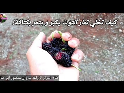 فيديو: هل توت العليق الشائك ذاتي التلقيح؟