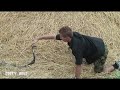 Crazy! King Cobra vs Venom Extraction! #kingcobra #snakebite #snake #venom #snakevideo