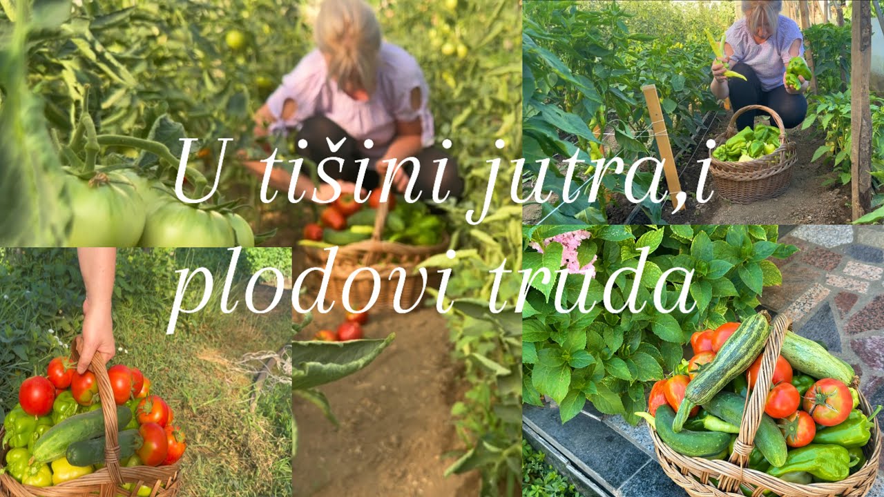 U TIŠINI JUTRA I PLODOVI TRUDA🌿PUNA KOŠARA DOMAĆEG BLAGA/PINCIRANJE/RUTINA ZA UREDAN DOM/ČOKO CAKE