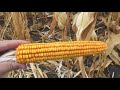 Молотимо два змiшаних гiбрида кукурудзи Monsanto i Pioner
