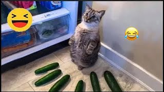The Best of the Best! The Funniest Animal Videos of 2024! by AAAF Pets 3,090 views 1 month ago 32 minutes