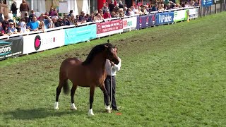 Cobiau Cymreig Ebol 2 | Welsh Cobs Colt 2yr old