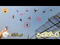 Pakray Kabootar Ura Diye 💪 | Baby Pigeon Pakra | Sheikhoo Pigeons Club
