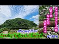 このー木、なんの木、気になる木 カンチャナブリーの旅6 /Giant monkey pod tree at Kanchanaburi 【EP.67】