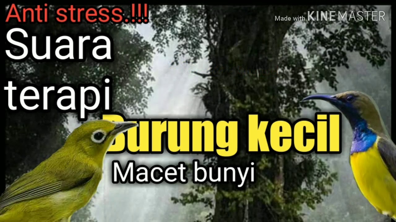 Suara Masteran Burung Kecil 