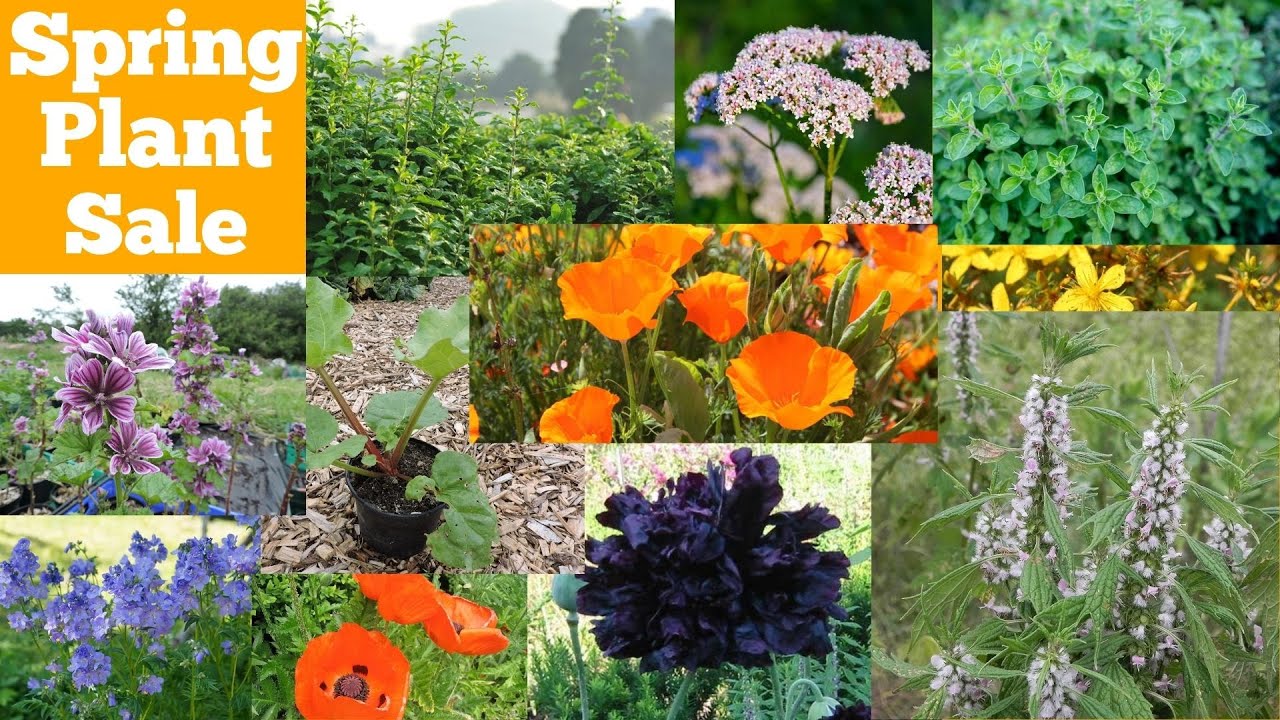 Spring Plant Sale 2021 YouTube