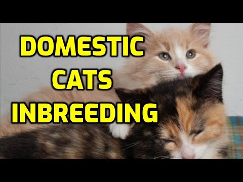Video: Kan bröder och systerkatter få kattungar?
