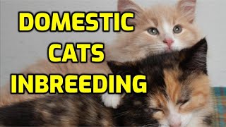 Do Cats Mate With Their Brothers And Sisters?